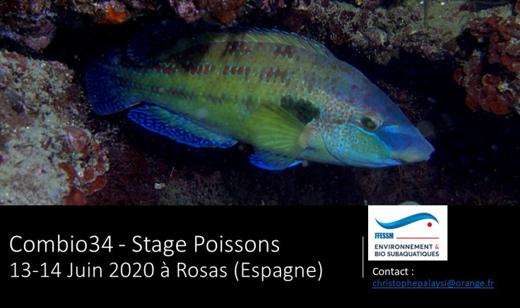 La Combio34 propose un stage &quot;Poissons de Méditerranée&quot; les 13-14 Juin 2020 !