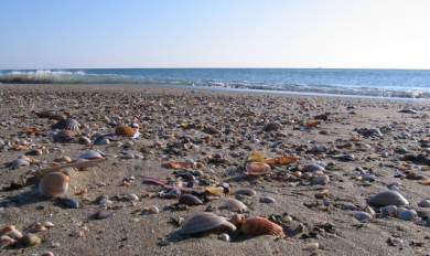 CDEBS31 - Sortie Laisses de Mer